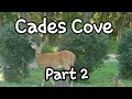 Download Lagu Cades Cove Part 2