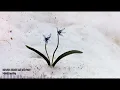 HiraiZerdüş  |  Sen de beni sevdin mi?