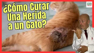 how to cure a wound to an injured cat at home