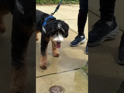 8 months old! #minibernedoodlepuppies