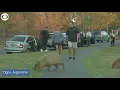 Hundreds of capybaras overrun neighborhood in Argentina
