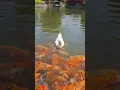 Download Lagu BEBEK BERENANG , BEBEK BERENANG SAMA IKAN , BEBEK PEKING , BEBEK PUTIH , BEBEK ASLI , DI KALI LUCU