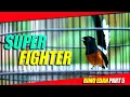 Murai Fighter Gacor Dor Pendongkrak Emosi