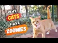 The REAL Reason Your Cat Gets Zoomies and What It Says About YOU