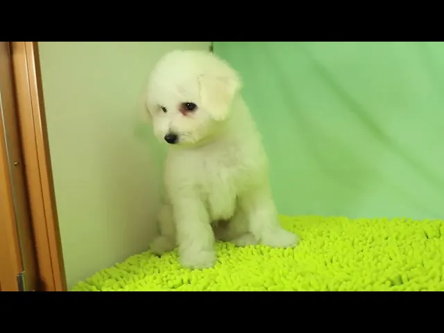 動画