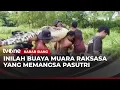 Lagu Warga Ramai-ramai Tangkap Buaya Memangsa Pasutri | Kabar Siang
