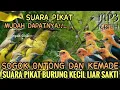 Lagu Suara pikat Sogon dan Kemade Agar Cepat Turun | Terbukti Ampuh