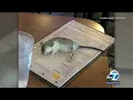 Rat falls from ceiling and onto table at Buffalo Wild Wings in Westchester I ABC7