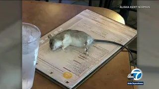 Rat falls from ceiling and onto table at Buffalo Wild Wings in Westchester I ABC7