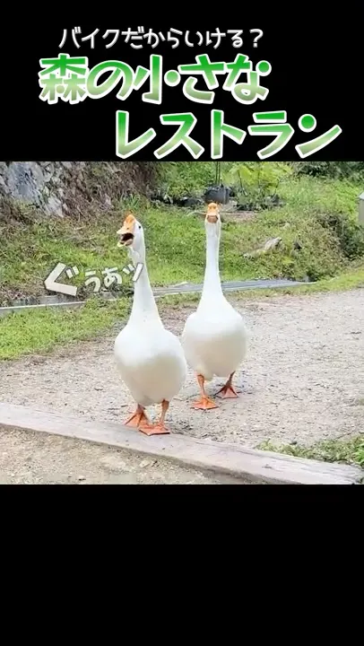 バイク特権？秘境のレストランでは個性的な小鳥が鳴いていた