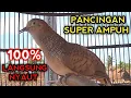 Download Lagu PERKUTUT BANGKOK GACOR SUARA SUPER AMPUH UNTUK PANCINGAN SEMUA PERKUTUT BANGKOK PASTI NYAUT 