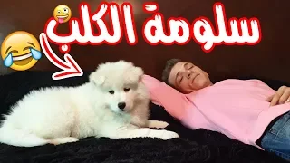نشاز 2019 سلومة الكلب  نشاز 2019 سلومة الكلب