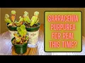 Lowes Sarracenia Purpurea Haul For Real - Sarracenia Purpurea Carnivorous Plant Death Cube Rescue