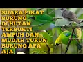 Download Lagu SUARA BURUNG RIBUT YANG AMPUH DAN SUARA NYA JERNIH