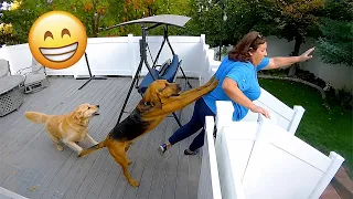 funniest animal videos 2026 you never know what animals will do next
