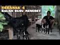 Download Lagu Deni Farm: Jangan Ternak Kambing Karena Mudah Meraih Kesuksesan 