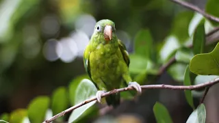                                    موسيقى  ربيع سعيد دندنها