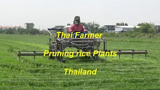 Download Thai Farmer pruning rice plants with machine in Thailand MP3