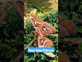 Download Lagu Kupu-kupu Raksasa | Kupu-kupu Gajah | Attacus atlas