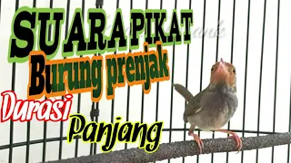 Download Suara pikat burung prenjak durasi panjang MP3