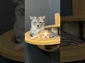 Download Lagu Perbedaan reaksi Abu dan Poo Jika dikasih sosis 😂#kitten #kucing #cat #kucinglucu