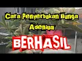 Download Lagu Cara penyerbukan bunga adenium |how to hand pollinate adenium #adenium #desertrose