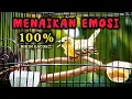 Download Lagu Pancingan TERAMPUH bikin Sirtu/Cipoh Gacor EMOSI Langsung nyaut seketika # sirtu gacor