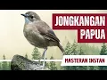Download Lagu Masteran Jongkangan Papua Gacor Full Isian