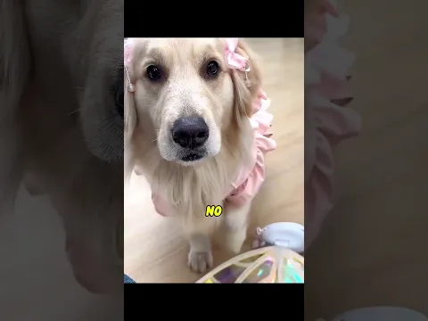 Meu cachorro quiz colocar sua fantasia preferida! 🥰 (parte 02)