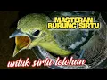 Download Lagu masteran burung sirtu nyiul untuk merangsang anakan dan bahan ikutan bunyi
