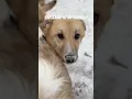 Lagu Ons kleine meisje Lolita wacht op haar lieve familie! ❤️❤️❤️ #honden #hondenpapa #dierenasiel #puppy