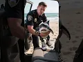 Download Lagu Babyhaai gearresteerd door politie tijdens patrouille #haai #walvis #oceaan #shorts