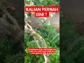Download Lagu Kalau Anak Di desa UDAH BIASA Kayak gini #anakbaru #petualangan #buahbuahan #buah #rambutan
