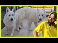 NEW MATING - WHITE GERMAN SHEPHERD