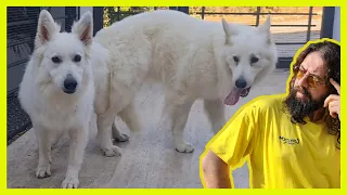 new mating white german shepherd lexa dog heat
