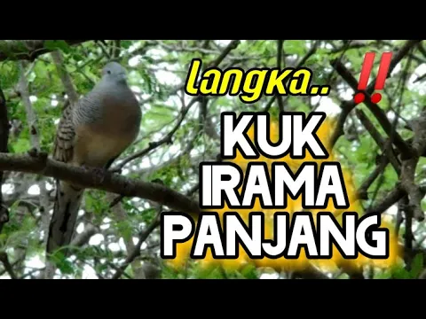 Download MP3 Perkutut Lokal KUK Panjang Super Langka Yg banyak Di Cari Banyak Kolektor