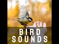 Sleepy Birds Song