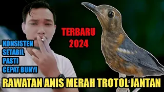 rawatan anis merah trotol gunakan ini pasti cepat bunyi dan gacor