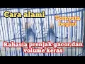 Download Lagu cara merawat burung prenjak kepala merah supaya suara keras dan gacor secara alami