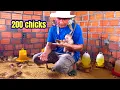 Download Lagu Monkey BiBi and BR were surprised to see Sơn bring 200 chicks to the farm.