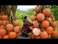 Harvesting RARE Yunnan Persimmon - Pickled Persimmons For Cold Winter. Authentic Village Recipe