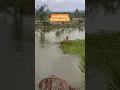 Download Lagu Jurus gulung kangkung😁