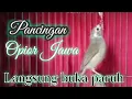 Download Lagu Pancingan Burung Opior jawa langsung gacor buka paruh @ponirankwokchannel