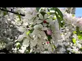 Spring on the Upper West Side