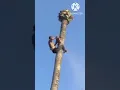 Lagu detik - detik potong pohon kelapa tinggi skill dewa #short