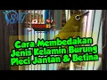 Download Lagu DSH - Cara Membedakan Jenis Kelamin Pleci Jantan dan Betina