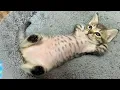 Lagu One of the Cutest Kitten Videos Ever! 🤣 New Funny Cats 2026
