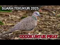 Download Lagu MANTAP !! SUARA PIKAT TEKUKUR PALING AMPUH !! HARUS DI COBA !!