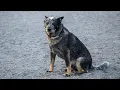 Monroe Ave Dog Park review - Alexandria VA