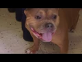 Advancing Veterinary Care VeTouch Clinics